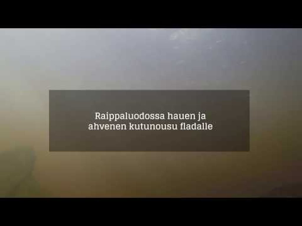 Vaelluskalapäivän hauen ja ahvenen kutunousua purossa