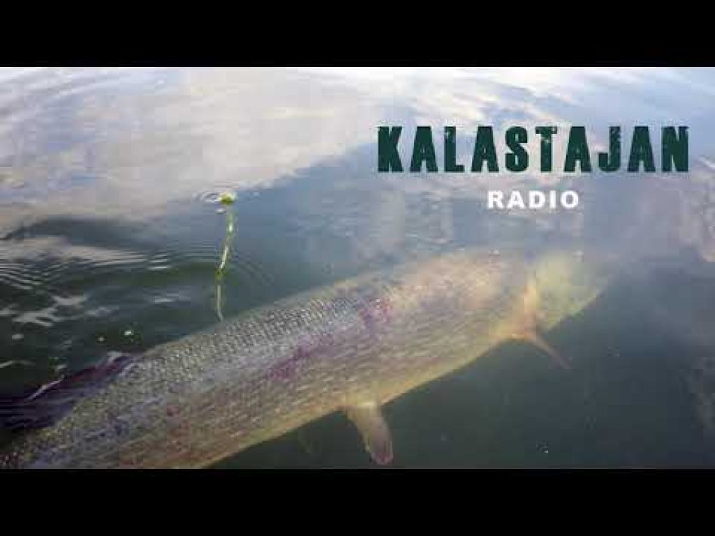 Haukitehtaat ja toukokuun kalastava vieras Janne Antila