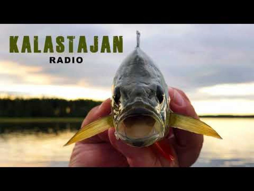 Kalastajan Radio: Ahvenen kalastus syksyllä