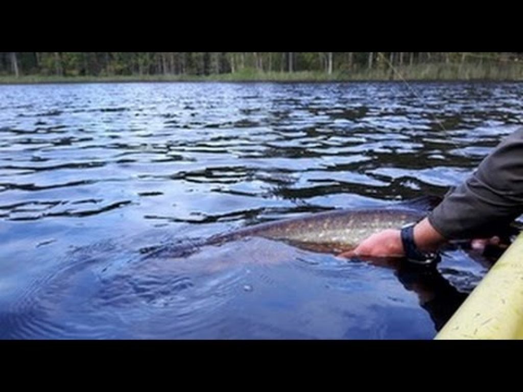 Suomen Haukiseuran Hauki-iltamat /Joni Tiainen