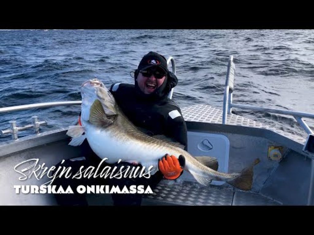 26 kg turska – Norjassa turskaa onkimassa