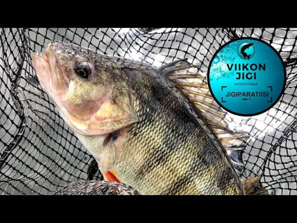 Viikon jigi: Hybrid Worm