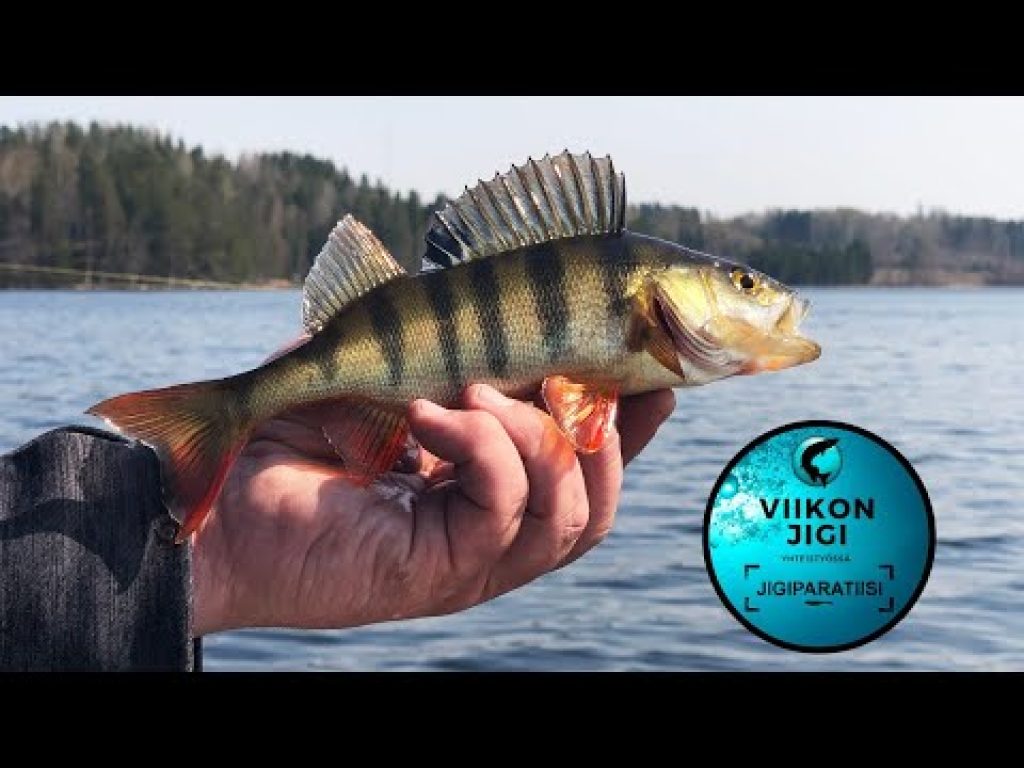 Viikon jigi – Mikado Saira 6,5 cm