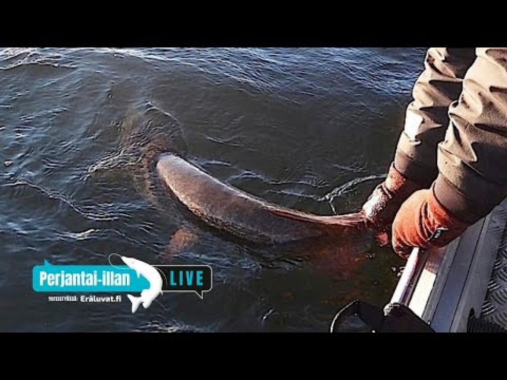 Perjantai-illan LivE: Miksi vapauttaa suurhauki?