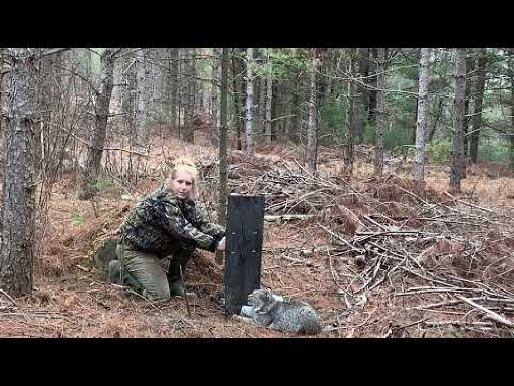 Bobcat Released Unharmed from Hollow Log Fisher Set using humane foothold trap