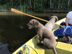 ravustus avustajat koirat veneessä