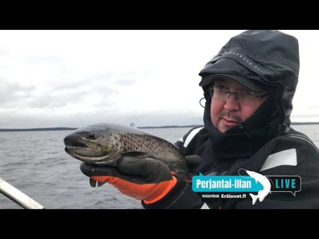 Perjantai-illan Live: Lohikalavesistöt ja kalastus