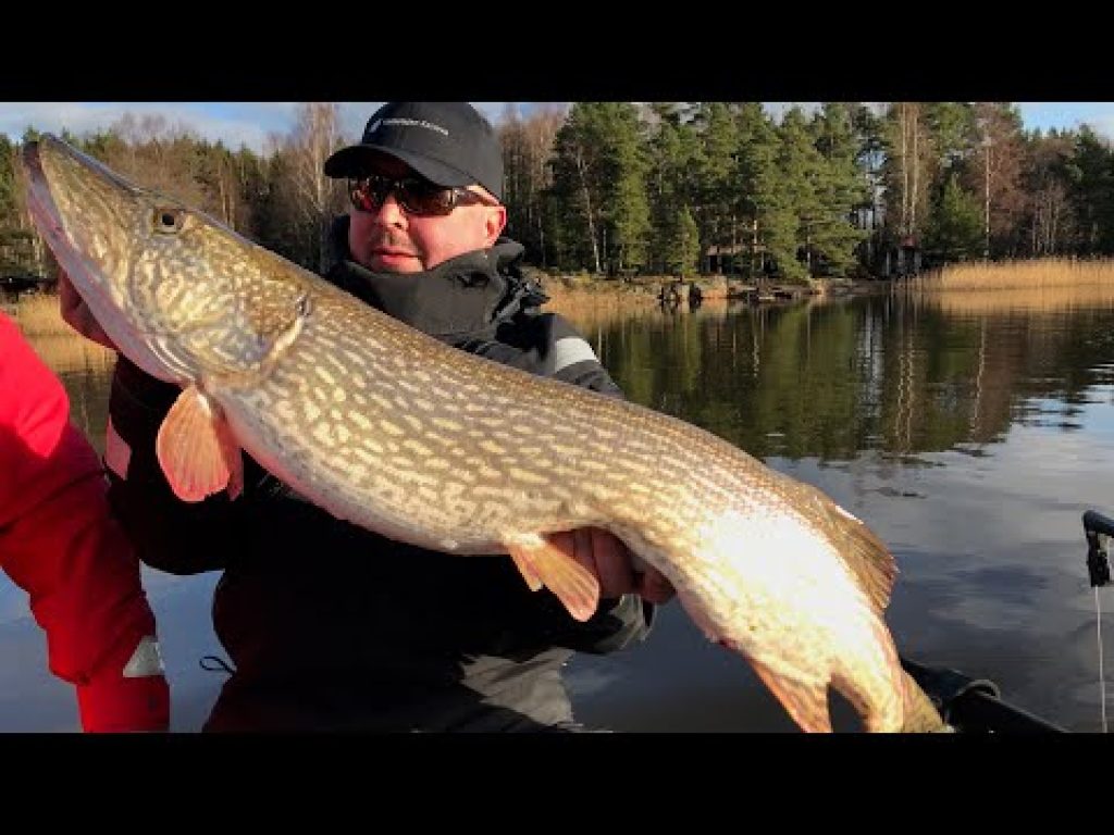 Isoja haukia vetouistelemalla