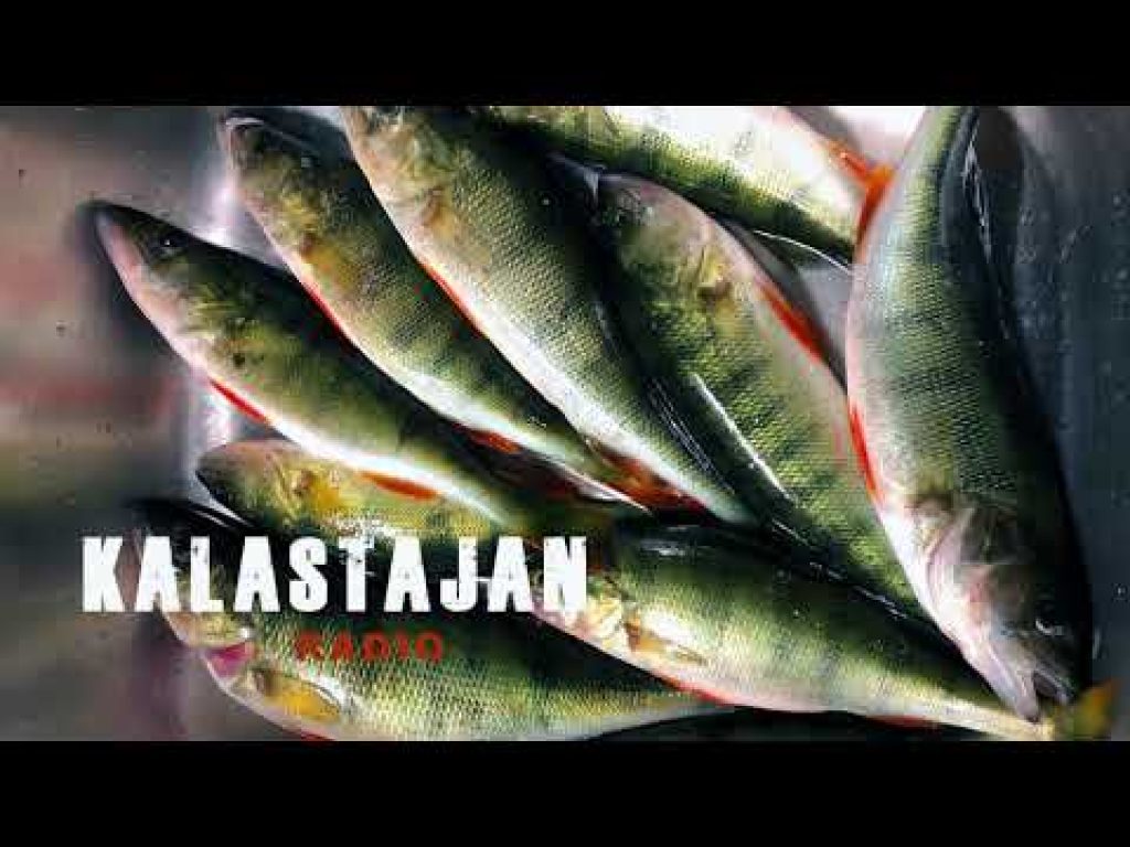 Vinkit ahvenen venepilkintään