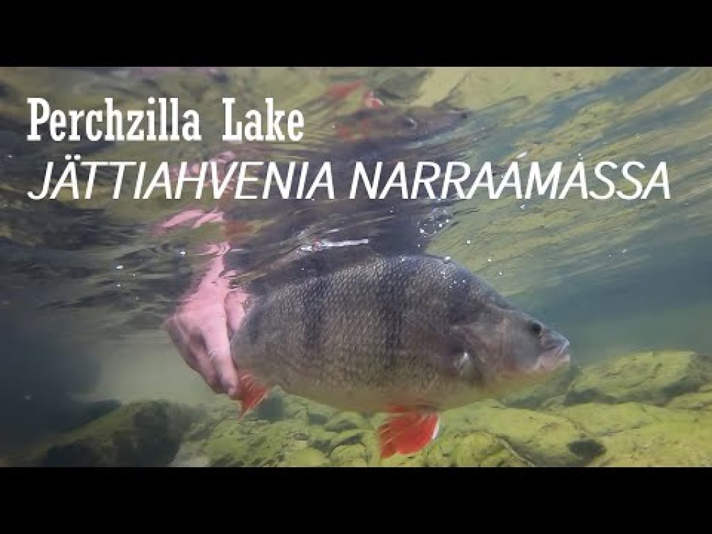 Perchzilla Lake – Jättiahvenia narraamassa (ENG. SUBS) Fooling Big Perch