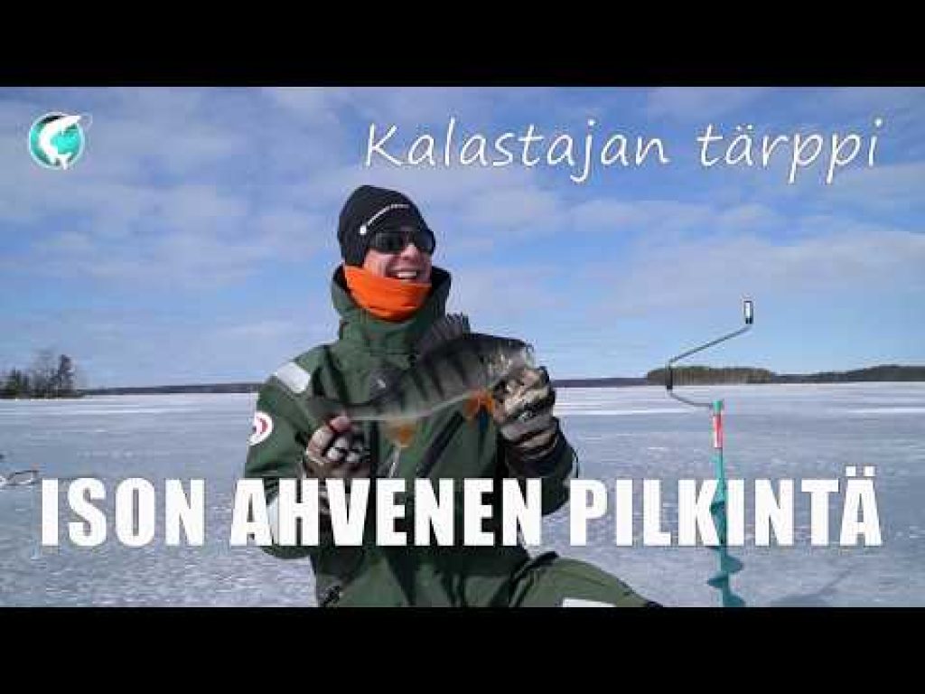 Ison ahvenen pilkintä