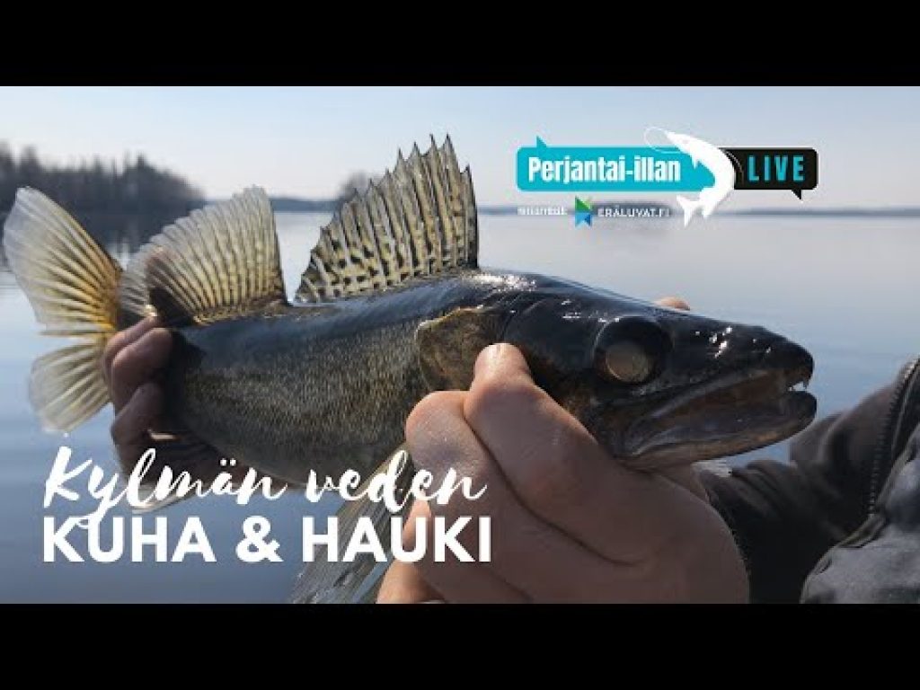 Kylmän veden hauen ja kuhan kalastusta