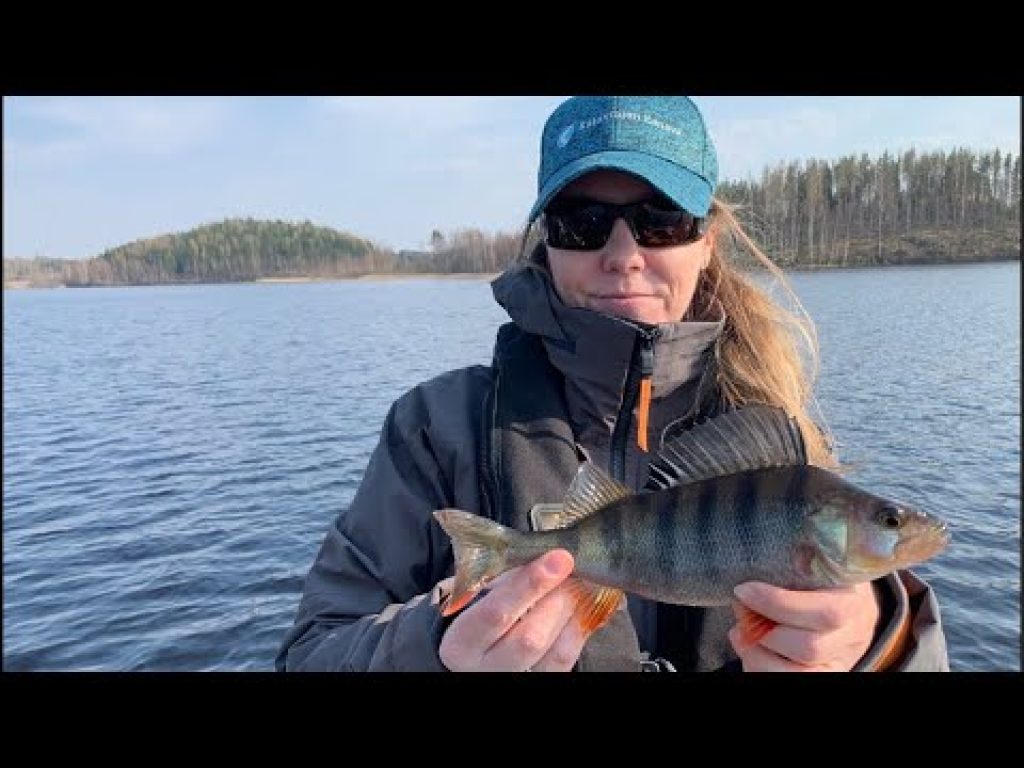 Jigaamassa kuhaa ja ahventa