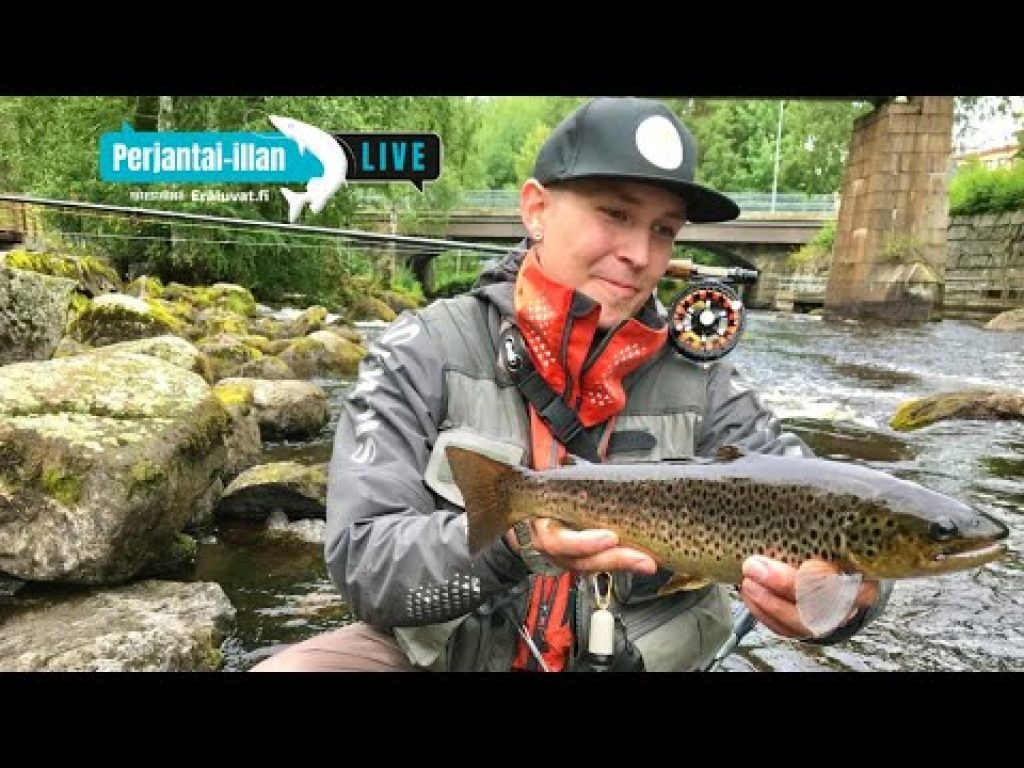 Kirjolohen ja taimenen perhokalastusta koskella | Perjantai-illan LivE