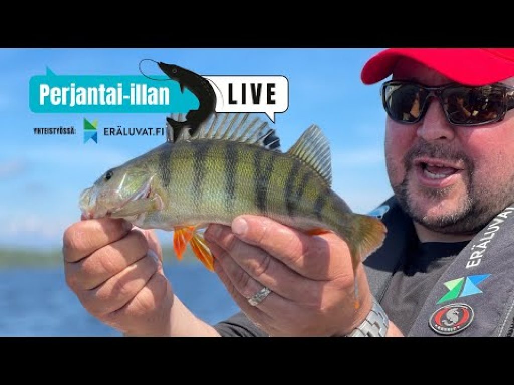 Perjantai-illan LivE: 3+1 viehetyyppiä ahvenelle_42-senttinen LivE-kala!