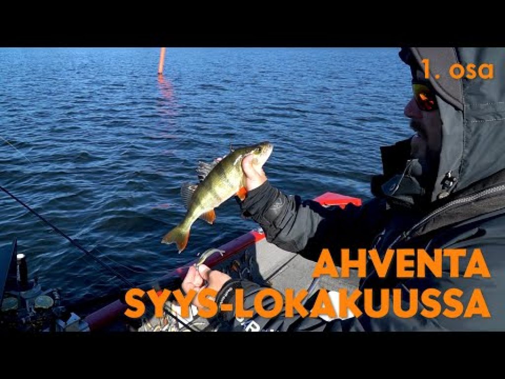 Syyskalastus: Ahventa kirkkaalta järveltä