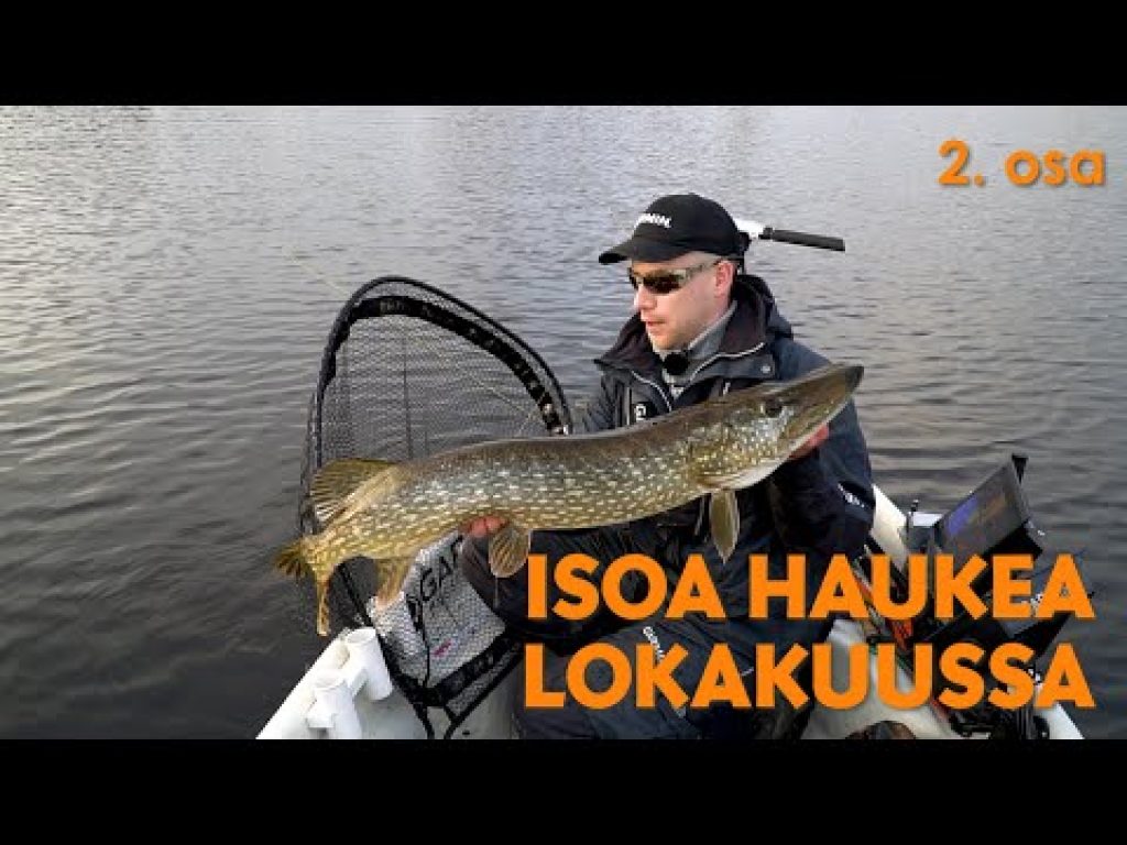 Isoa haukea lokakuussa a´la Hannu Vesaranta