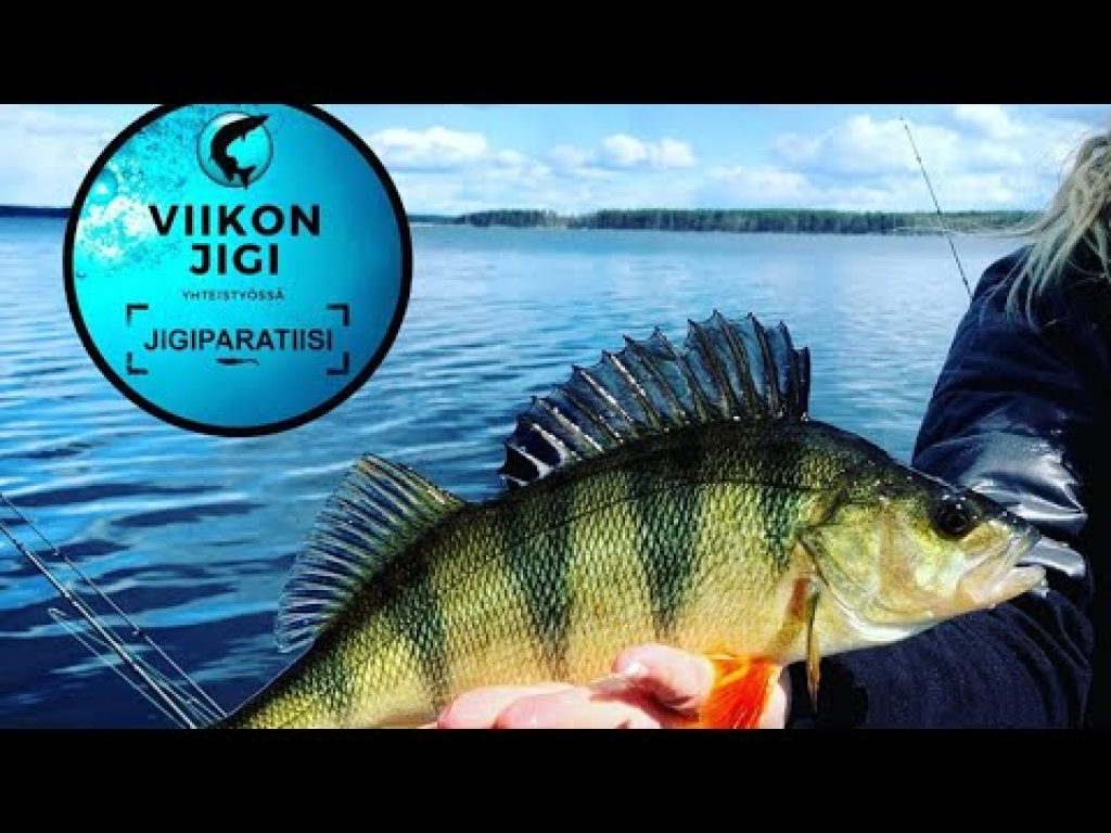 Viikon jigi: Keitech Swim Impact 4″