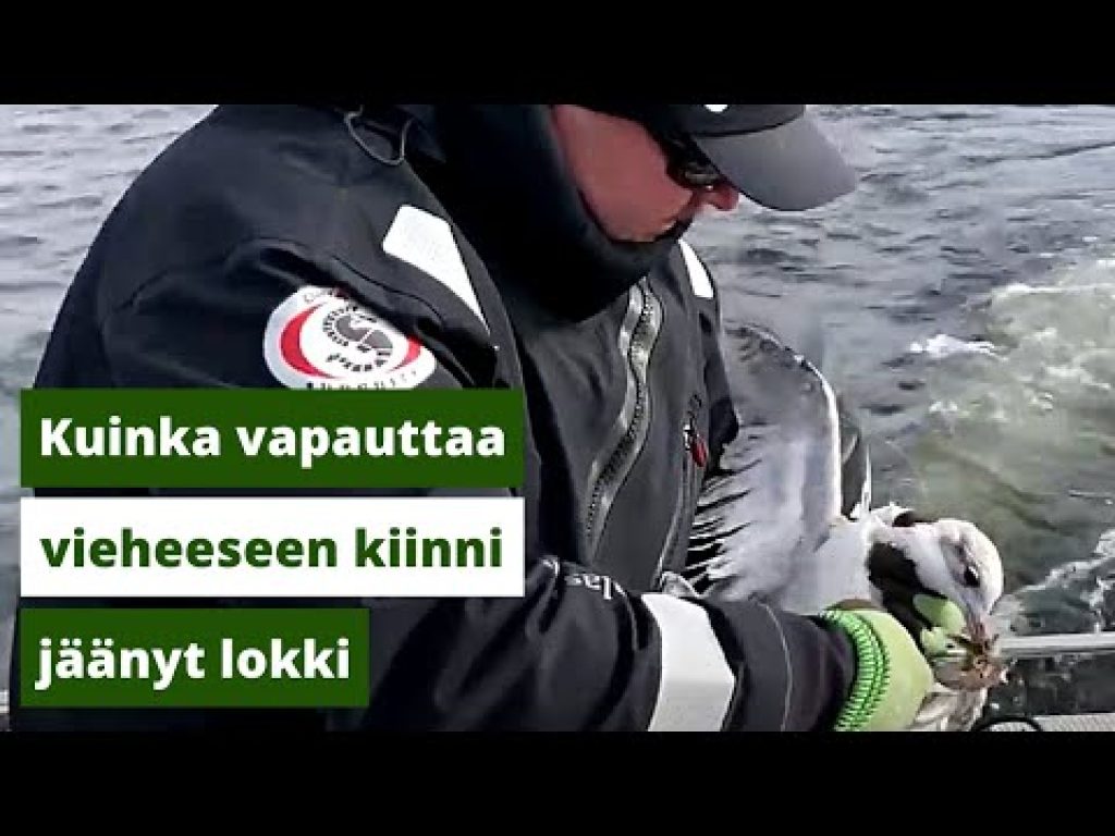 Kuinka irrottaa vieheseen tarttunut lokki?