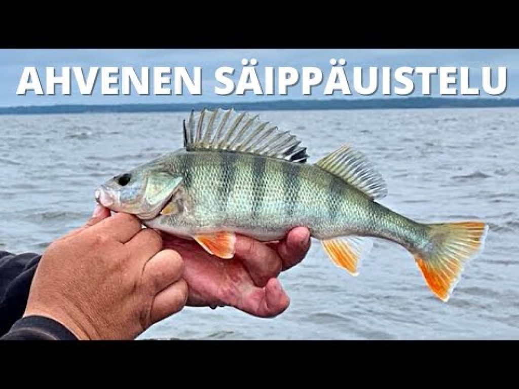 Ahvenen säippäuistelua