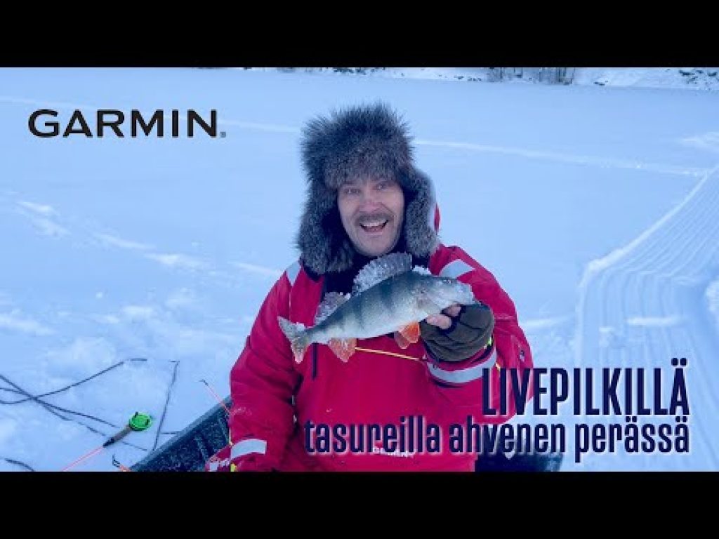 Pilkintää – ahventa tasapainoilla ja liveluotaimen avulla