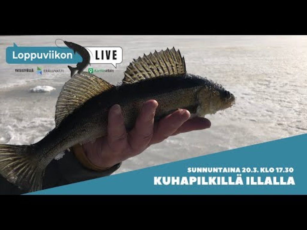 Kuhaa pilkkimässä iltahämärässä