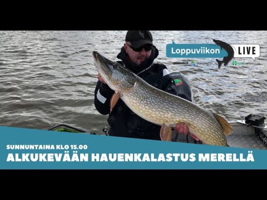 Kylmän veden hauenkalastus merellä