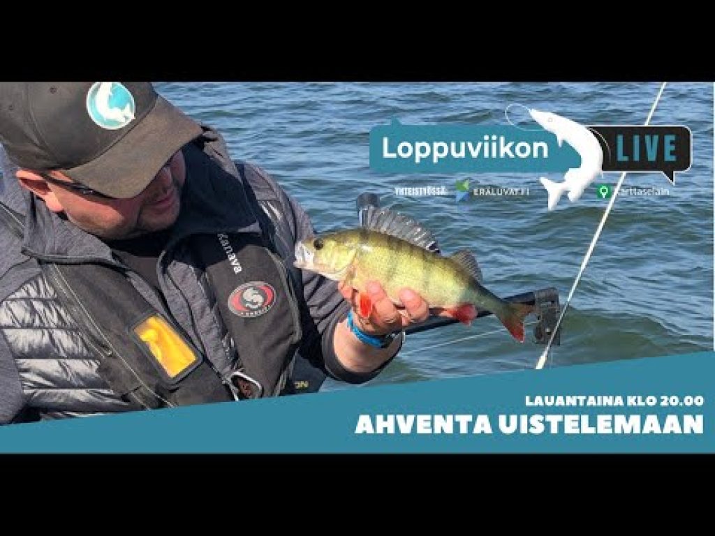 Ahventa uistelemassa