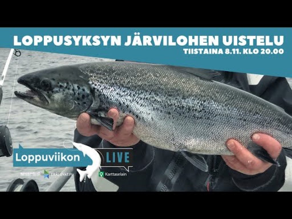 Loppuviikon LivE: Järvilohen vetouistelu