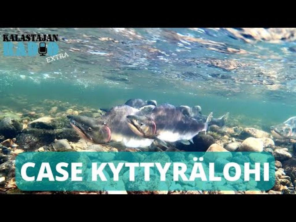 Kyttyrälohi leviää räjähdysmäisesti – kohta Itämerellä?