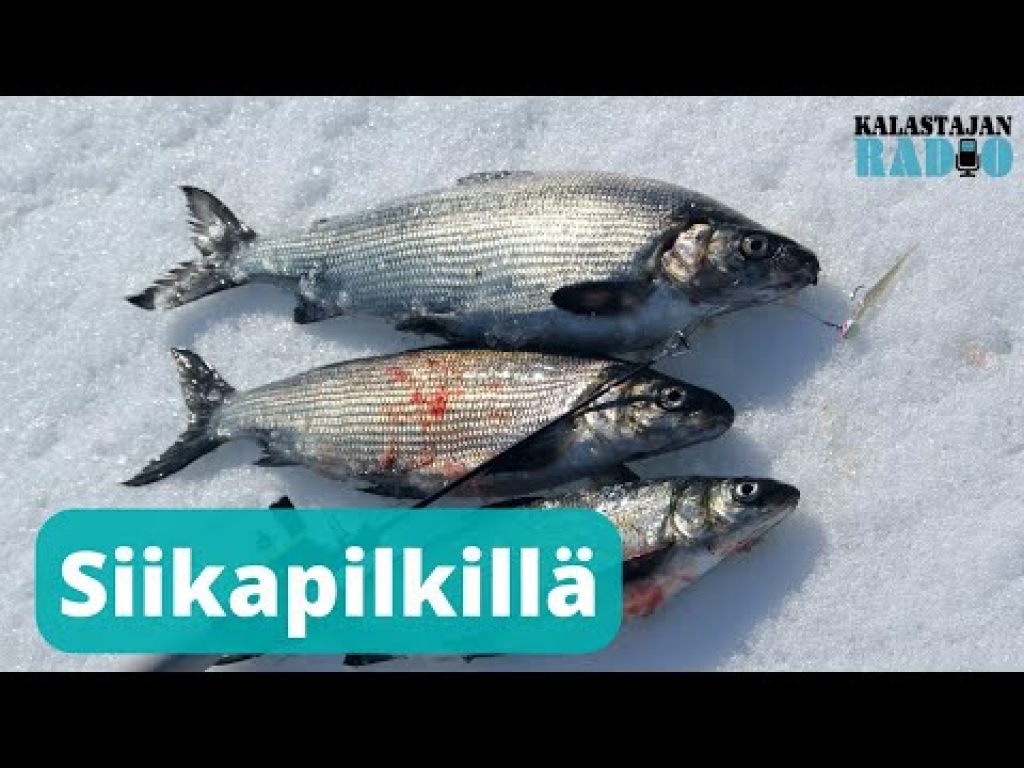 Kalastajan Radio: Siikapilkillä