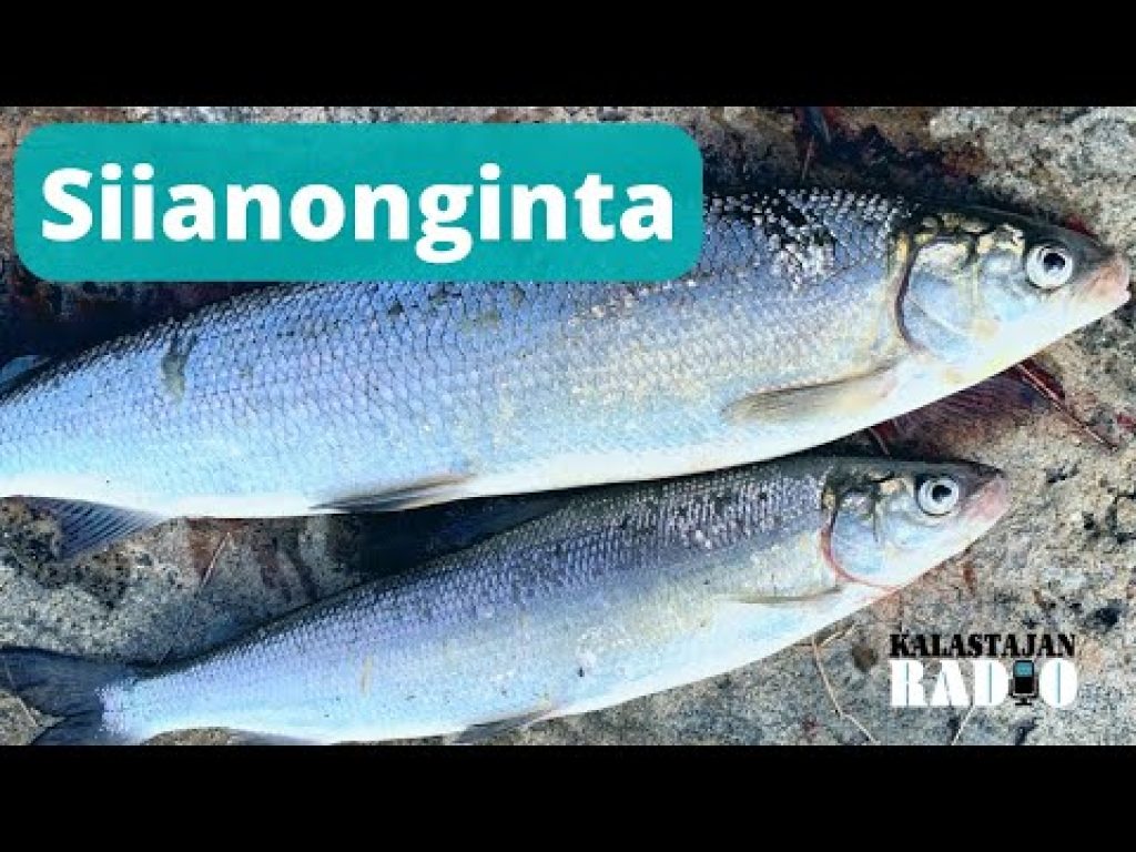 Kalastajan Radio: Siianonginta