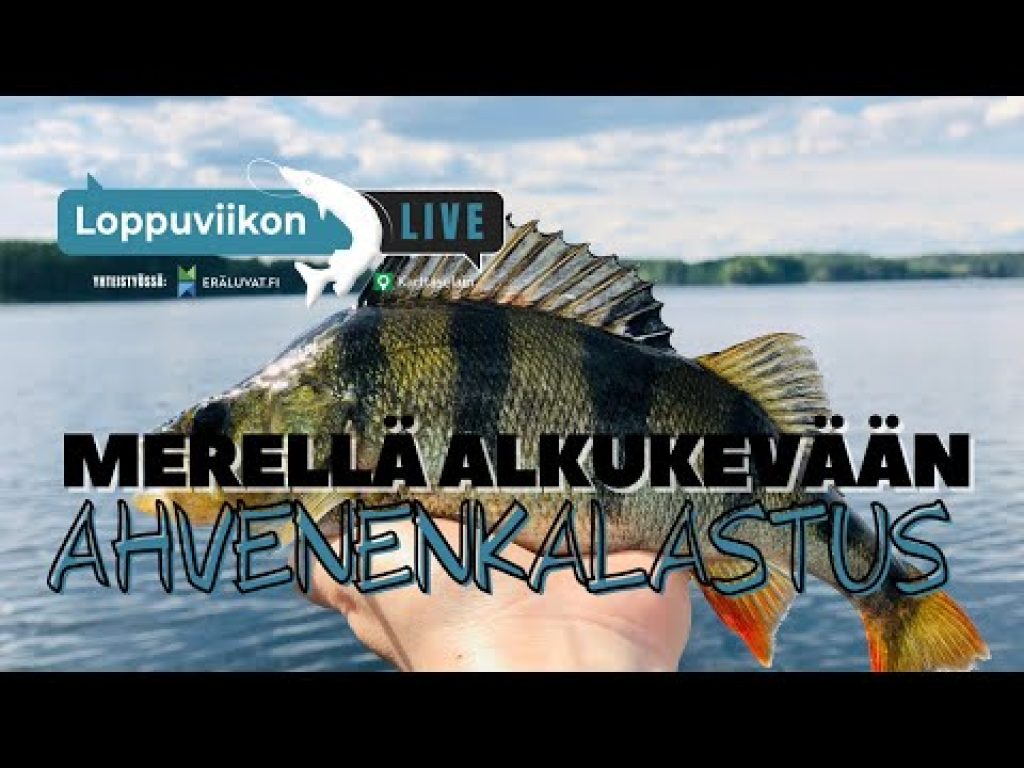 Alkukevään ahvenenkalastus merellä | Loppuviikon LivE