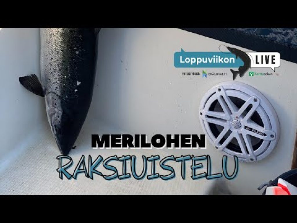 Merilohen raksiuistelu | Loppuviikon LivE