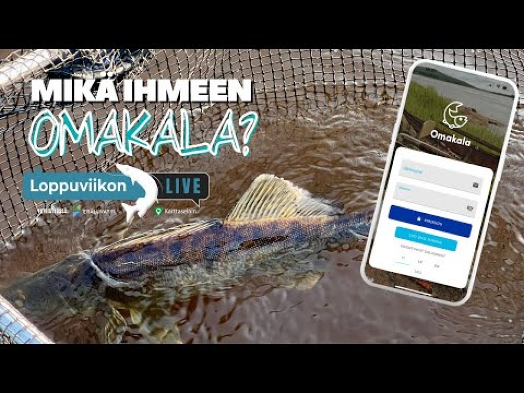 Mikä ihmeen Omakala? |  Ruokakuhaa kalastamassa