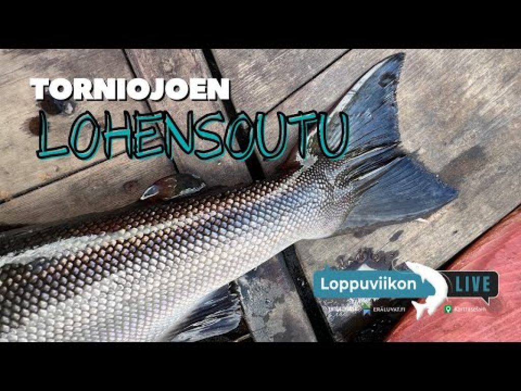 Torniojoen LOHENSOUTU | Loppuviikon LivE