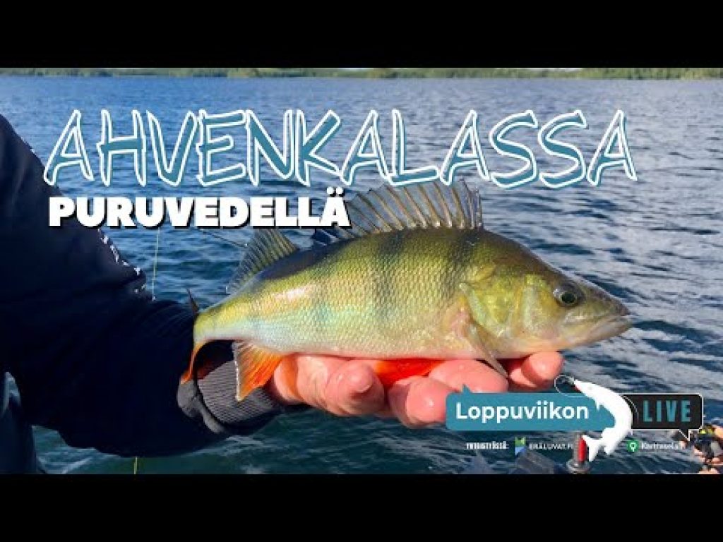 Puruvedellä ahvenkalassa | Loppuviikon LivE