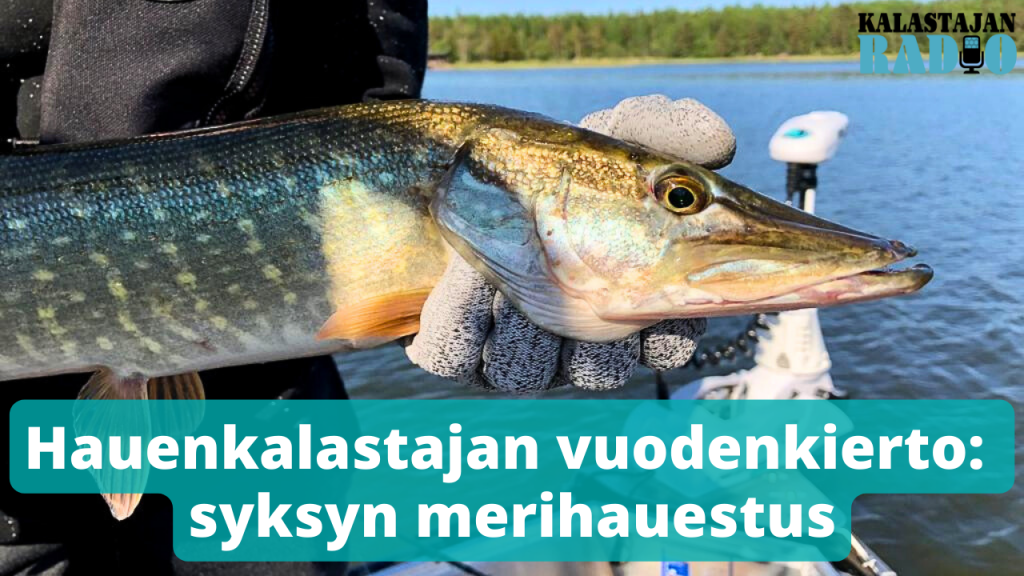 Kalastajan Radio: Hauenkalastajan vuodenkierto: syksyn merihauestus