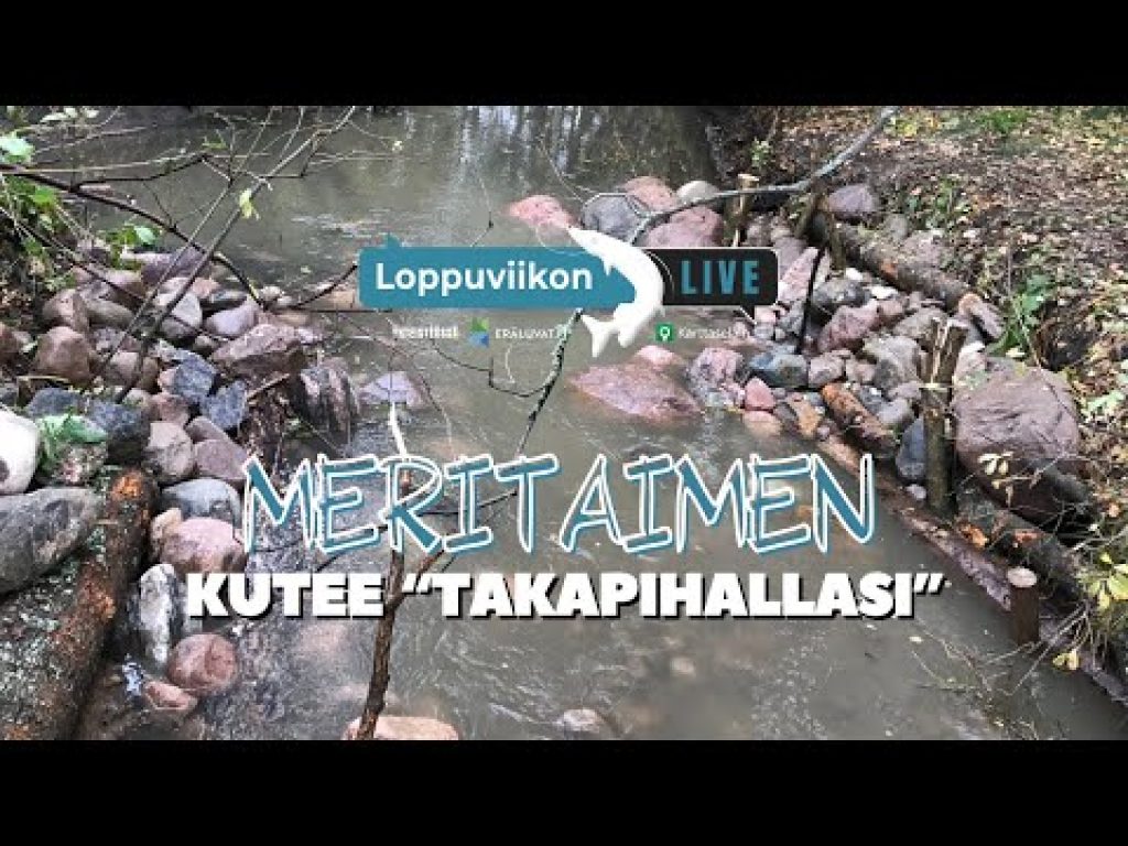 Meritaimen kutee ”takapihallasi” | Loppuviikon LivE
