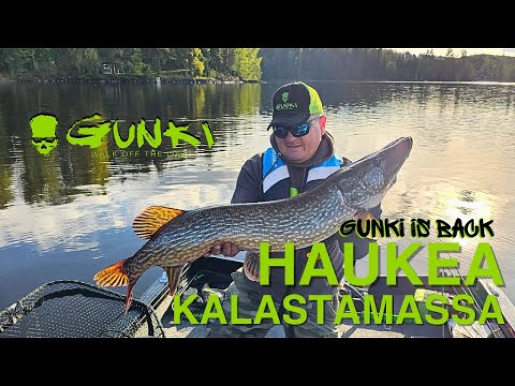 Syyshaukea | Gunki is back