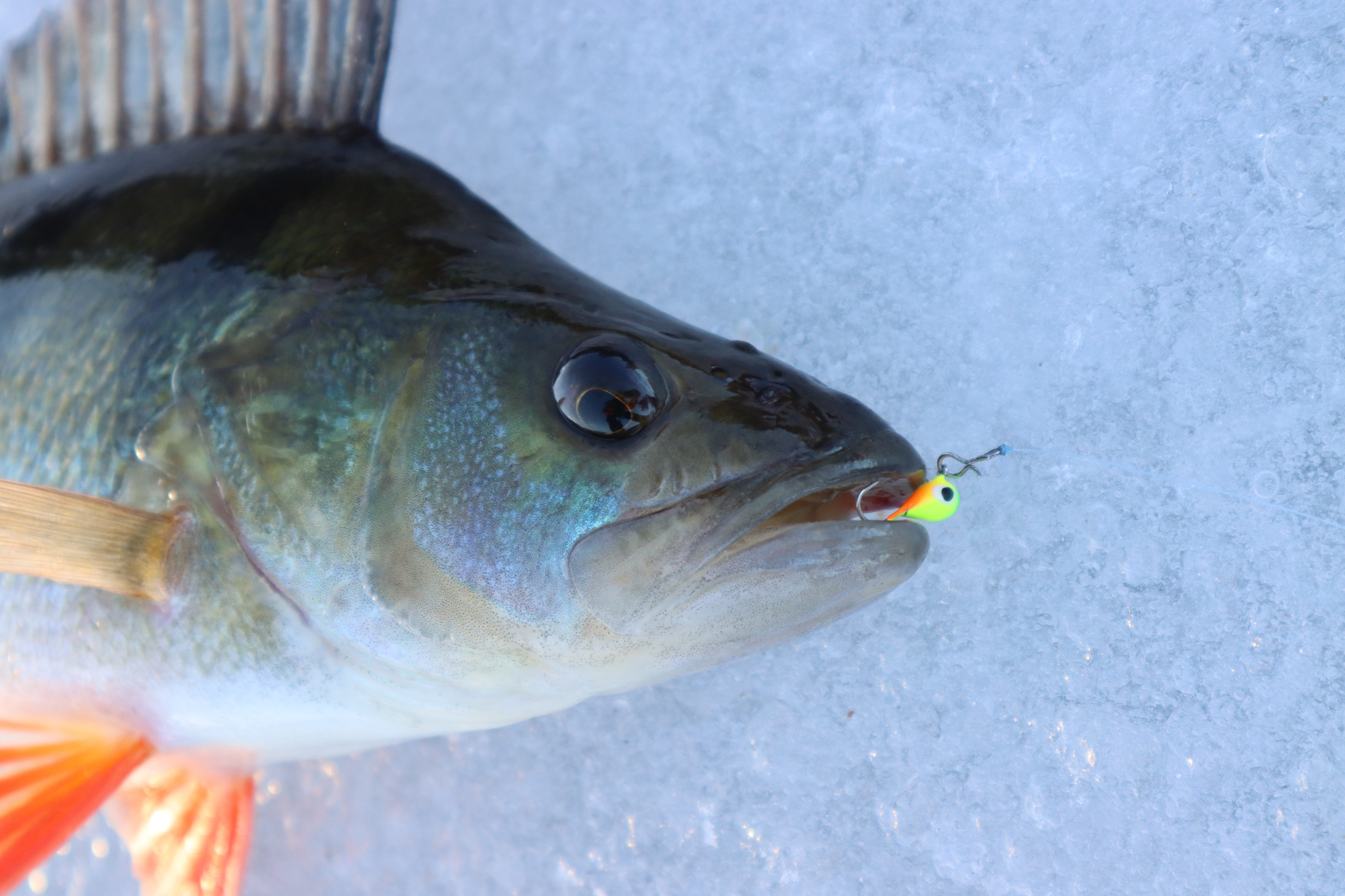 Alvin va chipmunk jinsiy aloqa Erkak ozini ishqalaydi, lekin jinsiy aloqada bolmaydi.