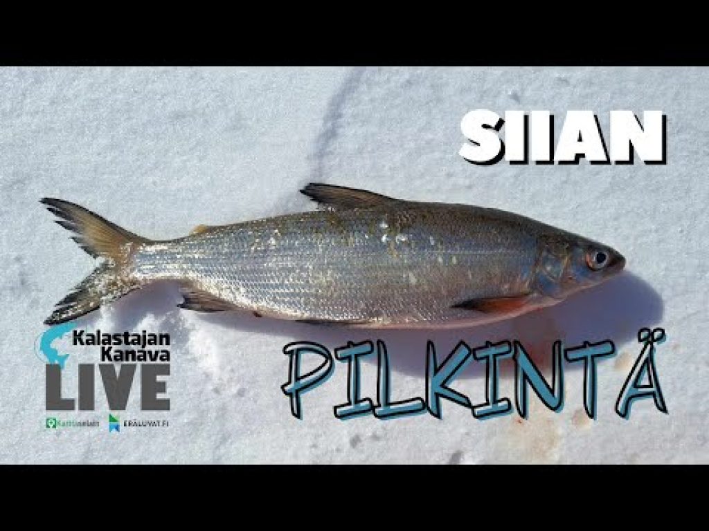 Siikapilkillä | Kalastajan Kanavan Live