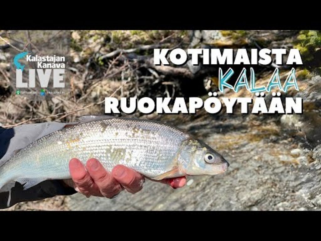 Kotimaista kalaa ruokapöytään | Kokataan pannusiikaa | Kalastajan Kanavan LIVE