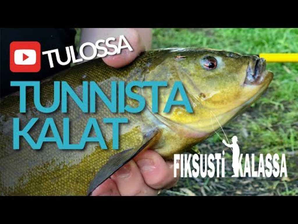Tulossa: Tunnista kalat | Fiksusti kalassa