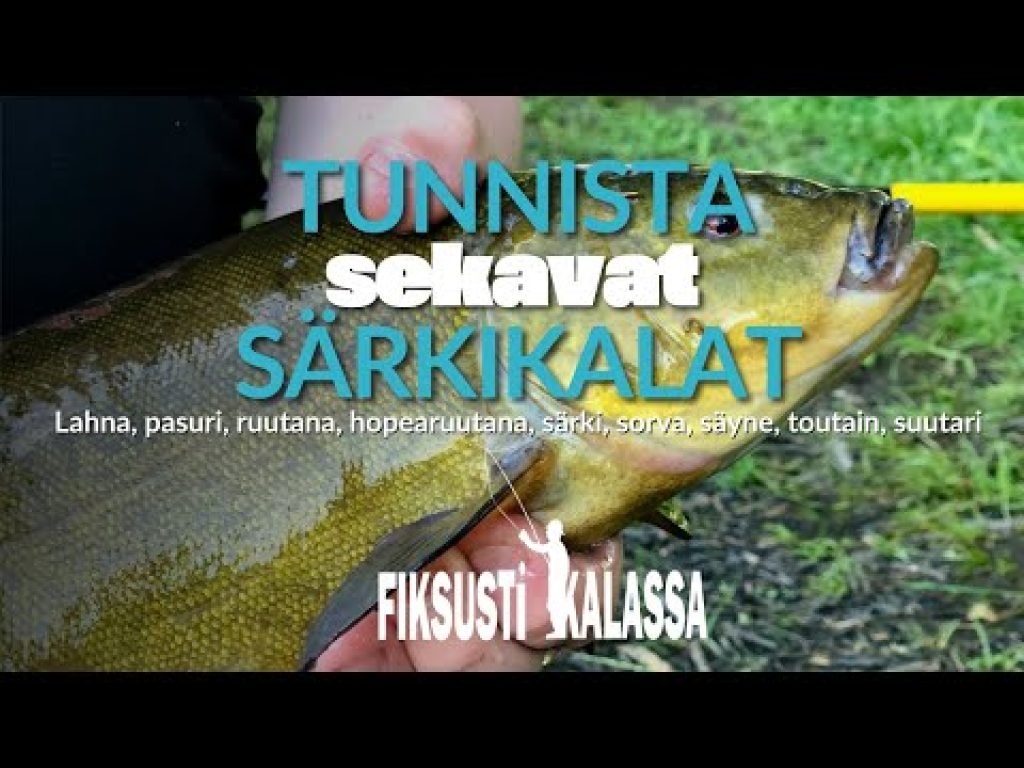 Tunnista särkikalat | Fiksusti kalassa