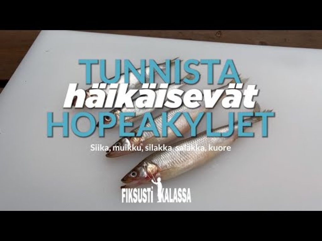 Tunnista salakka, silakka, muikku, kuore ja siika | Fiksusti kalassa