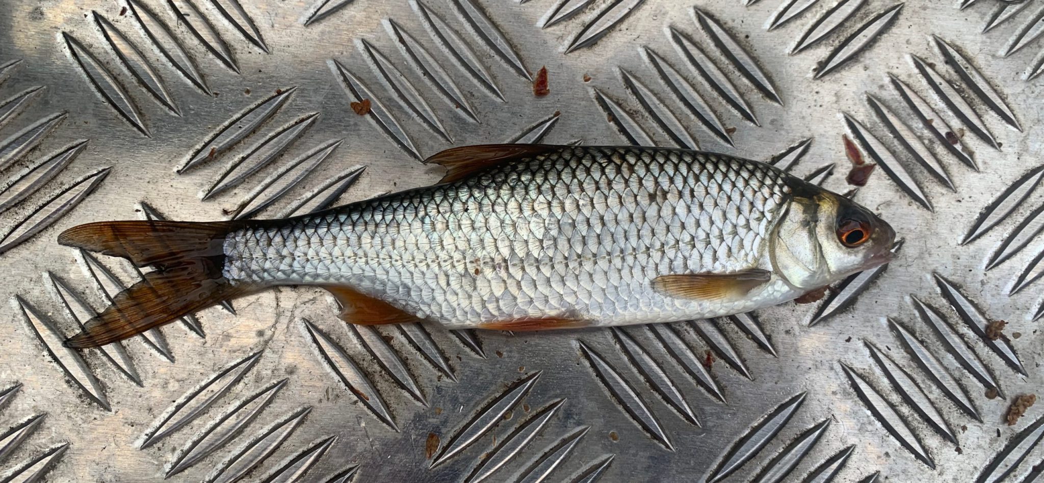Särki - Kalastajan Kanava