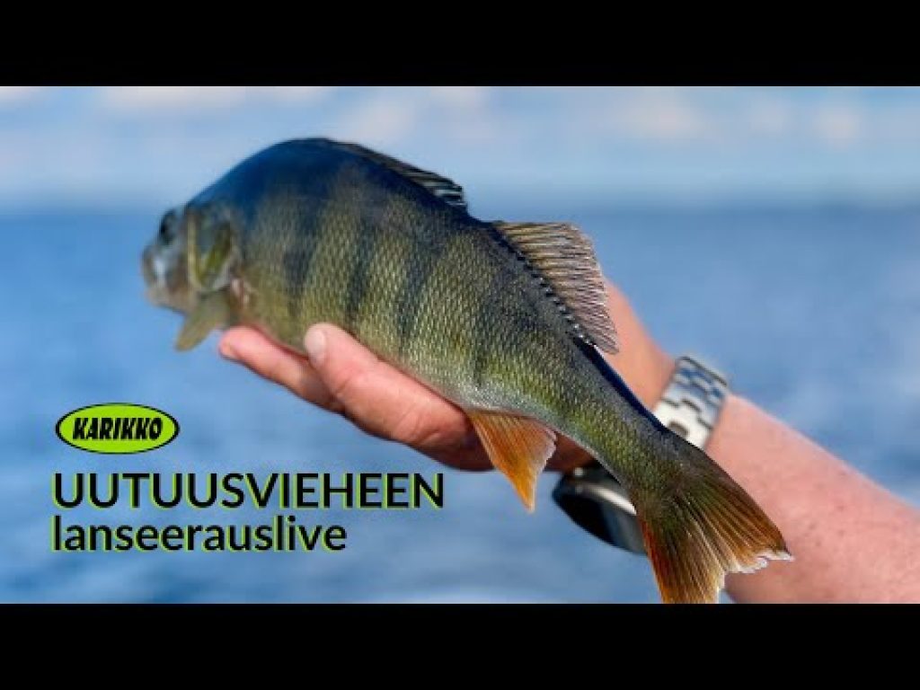 Karikko Knokker | Huippuviehe ahvenelle ja kuhalle