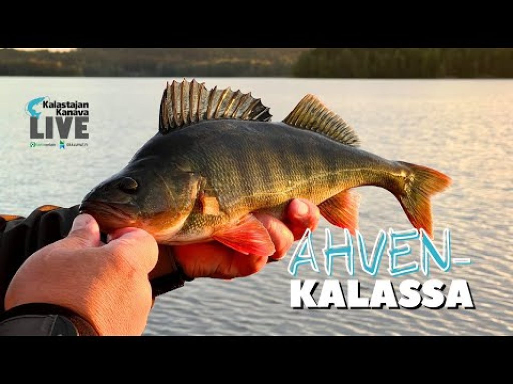 Ahvenkalassa | Kalastajan Kanavan LIVE