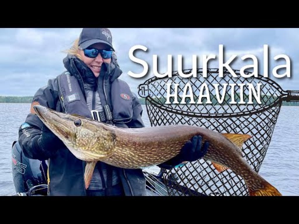 JÄTTIHAUKI, SUURKUHA, ISO AHVEN – Miten toimia?  | Fiksusti kalassa